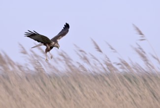Male marsh harrier (Circus aeruginosus) with prey in the catch flies over reeds, Texel, North