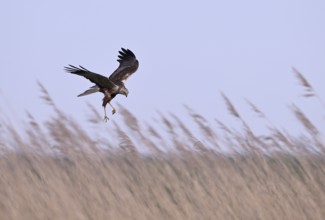 Male marsh harrier (Circus aeruginosus) with prey in the catch flies over reeds, Texel, North
