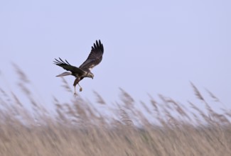 Male marsh harrier (Circus aeruginosus) with prey in the catch flies over reeds, Texel, North