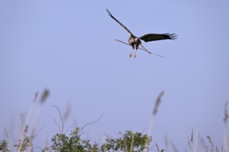 Male marsh harrier (Circus aeruginosus) landing with a twig in its beak), Texel, North Holland,