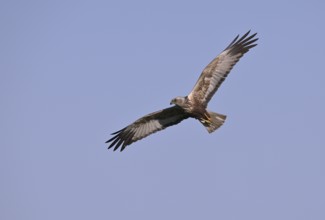 Flying male marsh harrier (Circus aeruginosus), Texel, North Holland, Netherlands