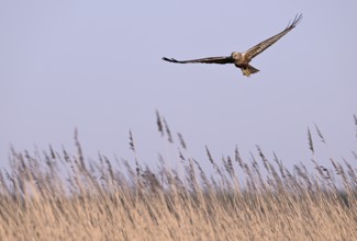 Male marsh harrier (Circus aeruginosus) flying over reeds, Texel, North Holland, Netherlands