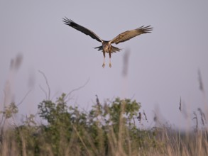 Landing approach of a male marsh harrier (Circus aeruginosus), Texel, North Holland, Netherlands