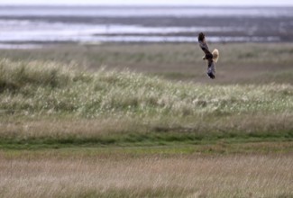 Marsh harrier (Circus aeruginosus) flying over grassland. Texel, North Holland, Netherlands