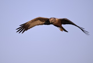 Flying male marsh harrier (Circus aeruginosus), Texel, North Holland, Netherlands
