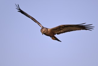 Flying male marsh harrier (Circus aeruginosus), Texel, North Holland, Netherlands