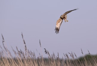 Male marsh harrier (Circus aeruginosus) flying over reeds, Texel, North Holland, Netherlands