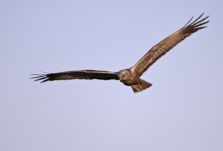 Flying male marsh harrier (Circus aeruginosus), Texel, North Holland, Netherlands