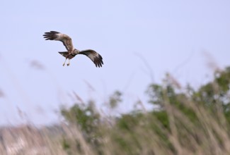 Male marsh harrier (Circus aeruginosus) with prey in the catch flies over reeds, Texel, North