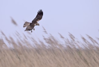 Male marsh harrier (Circus aeruginosus) with prey in the catch flies over reeds, Texel, North