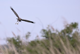 Male marsh harrier (Circus aeruginosus) with prey in the catch flies over reeds, Texel, North