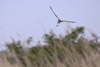 Male marsh harrier (Circus aeruginosus) with prey in the catch flies over reeds, Texel, North