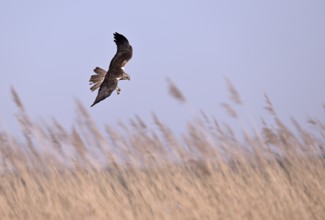 Male marsh harrier (Circus aeruginosus) flying over reeds, Texel, North Holland, Netherlands