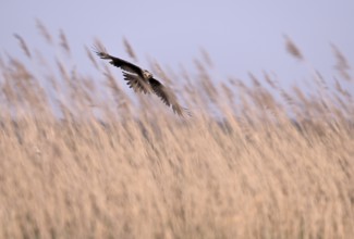 Female marsh harrier (Circus aeruginosus) flying over reeds, Texel, North Holland, Netherlands