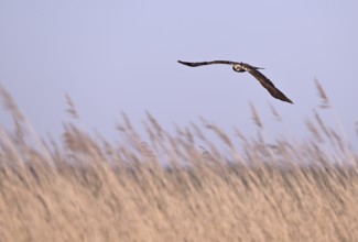 Female marsh harrier (Circus aeruginosus) flying over reeds, Texel, North Holland, Netherlands