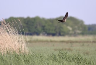 Female marsh harrier (Circus aeruginosus) flying over reeds, Texel, North Holland, Netherlands
