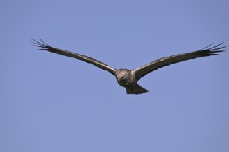 Marsh harrier (Circus aeruginosus), Texel, North Holland, Netherlands