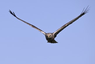 Frontal approaching male marsh harrier (Circus aeruginosus), Texel, North Holland, Netherlands