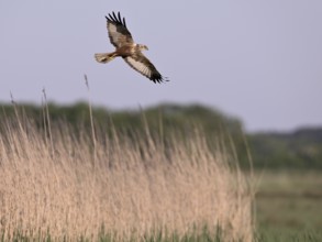 Male marsh harrier (Circus aeruginosus) flying over reeds, Texel, North Holland, Netherlands