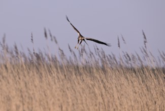 Male marsh harrier (Circus aeruginosus) flying over reeds, Texel, North Holland, Netherlands