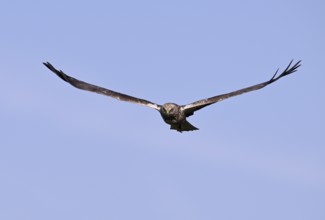 Frontal approaching male marsh harrier (Circus aeruginosus), Texel, North Holland, Netherlands
