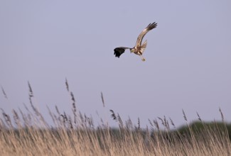Male marsh harrier (Circus aeruginosus) flying over reeds, Texel, North Holland, Netherlands