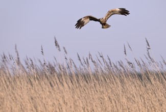 Male marsh harrier (Circus aeruginosus) flying over reeds, Texel, North Holland, Netherlands
