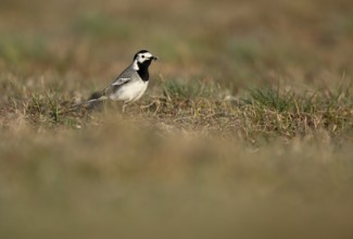 White wagtail (Motacilla alba) with insect in beak, Texel, North Holland, Netherlands