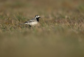 White wagtail (Motacilla alba) with insect in beak, Texel, North Holland, Netherlands
