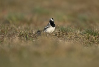 White wagtail (Motacilla alba) with insect in beak, Texel, North Holland, Netherlands