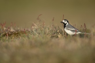 White wagtail (Motacilla alba) with insect in beak, Texel, North Holland, Netherlands