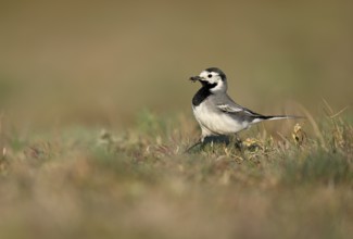White wagtail (Motacilla alba) with insect in beak, Texel, North Holland, Netherlands