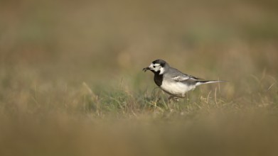 White wagtail (Motacilla alba) with insect in beak, Texel, North Holland, Netherlands