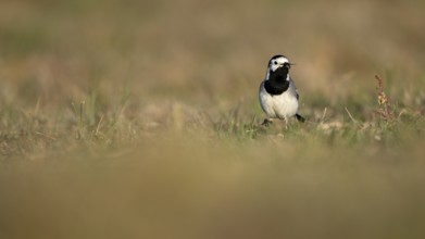 White wagtail (Motacilla alba) with insect in beak, Texel, North Holland, Netherlands