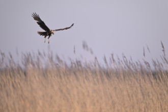 Calling female marsh harrier (Circus aeruginosus) in flight over reeds, Texel, North Holland,