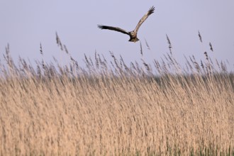 Male marsh harrier (Circus aeruginosus) flying over reeds, Texel, North Holland, Netherlands