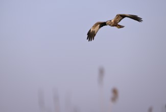Male marsh harrier (Circus aeruginosus) flying over reeds, Texel, North Holland, Netherlands
