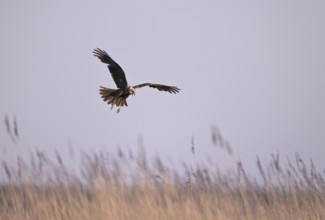 Calling female marsh harrier (Circus aeruginosus) in flight over reeds, Texel, North Holland,