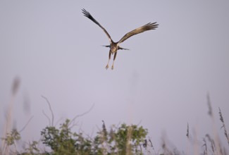 Landing approach of a male marsh harrier (Circus aeruginosus), Texel, North Holland, Netherlands