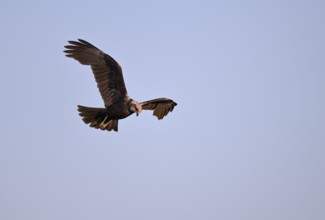 Flying female marsh harrier (Circus aeruginosus), Texel, North Holland, Netherlands