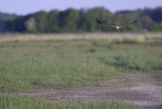 Male marsh harrier (Circus aeruginosus) flying over a meadow, Texel, North Holland, Netherlands