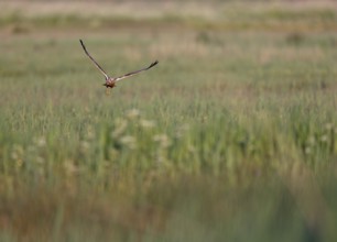 Flying male marsh harrier (Circus aeruginosus) over grassland, Texel, North Holland, Netherlands