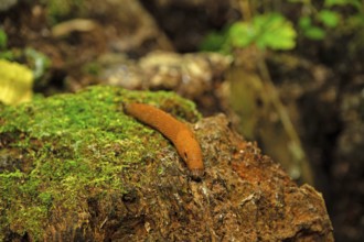 Brown nudibranch in a forest on a tree stump with moss, Thuringia, Germany