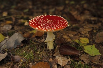 Fly agaric in the Thuringian Forest in autumn, Amanita muscaria, poisonous, Thuringia, Germany
