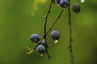 Sloes on a bush after the rain with drops on the fruit, close-up with bokeh, Germany