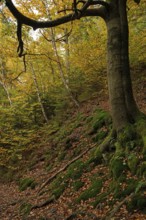 Old tree with mossy roots in the Thuringian Forest in autumn, Bad Tabarz, Thuringia, Germany