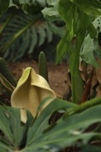 Flowering monstera, window leaf, close-up with bokeh, Spain