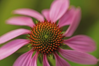 Macro photograph of a flowering coneflower, Echinacea, close-up, Germany