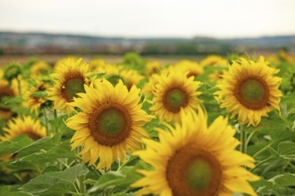 Sunflower field in summer with blooming sunflowers, Germany