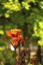 Flowering cane, Canna, almost withered, close-up with bokeh, Andalusia, Spain